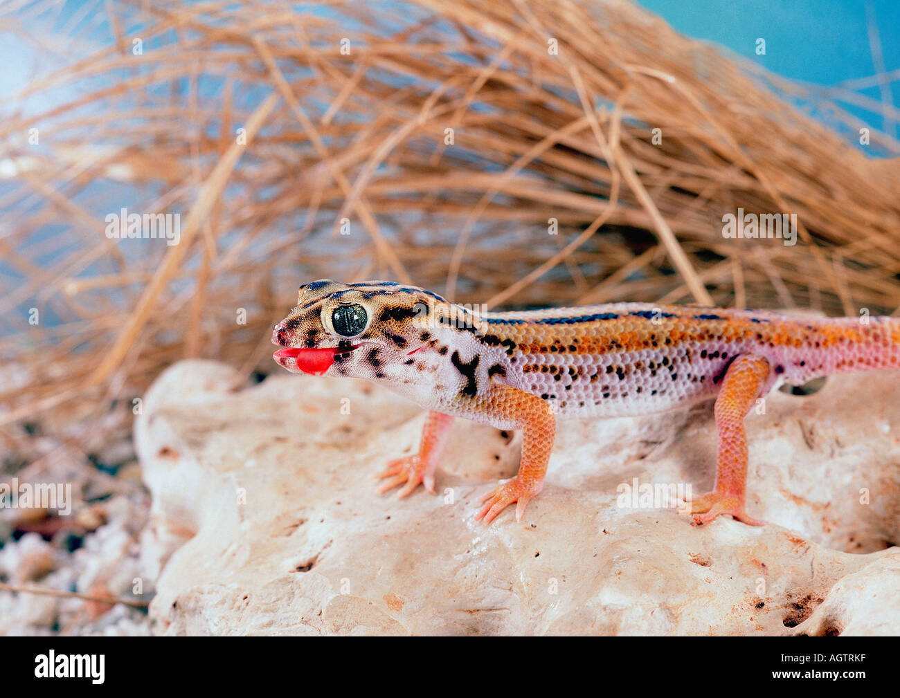 Wonder Gecko / Giant Frog Eye Gecko Stock Photo