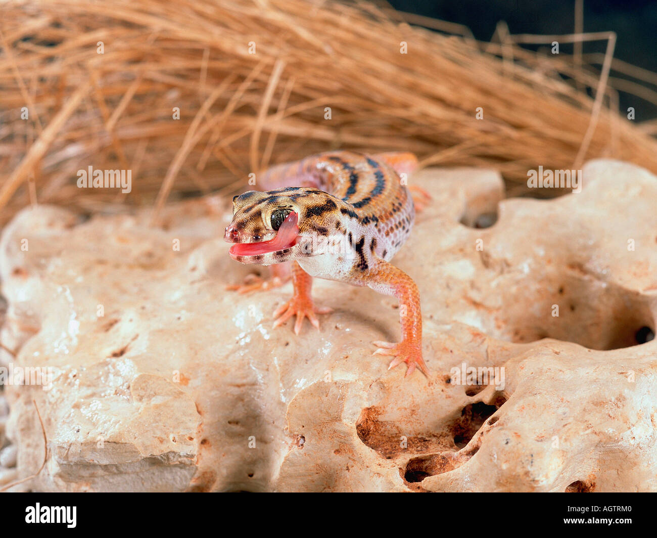 Wonder Gecko / Giant Frog Eye Gecko Stock Photo