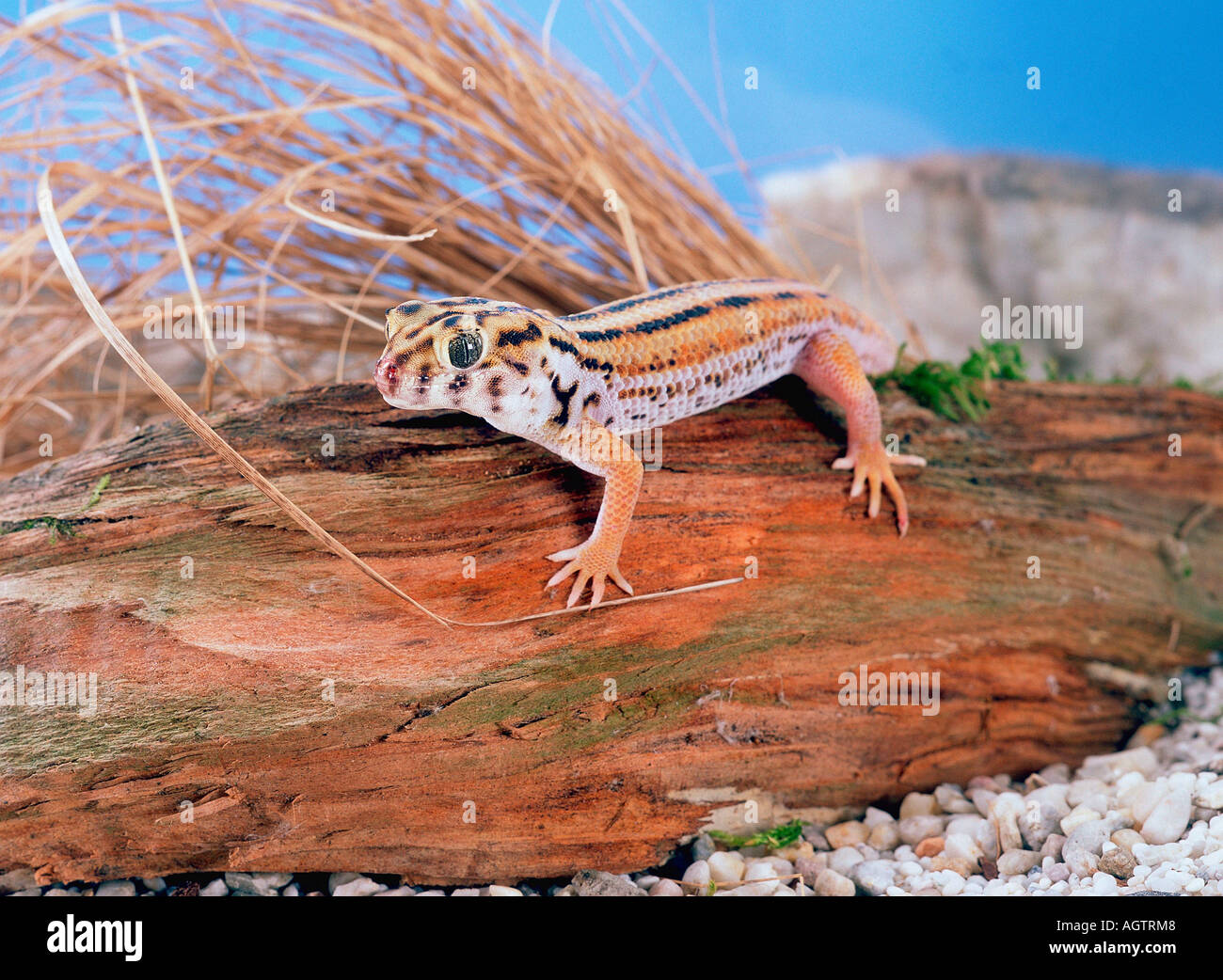 Giant Frog Eye Gecko / Wonder Gecko Stock Photo