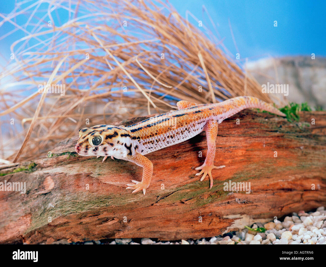 Giant Frog Eye Gecko / Wonder Gecko Stock Photo
