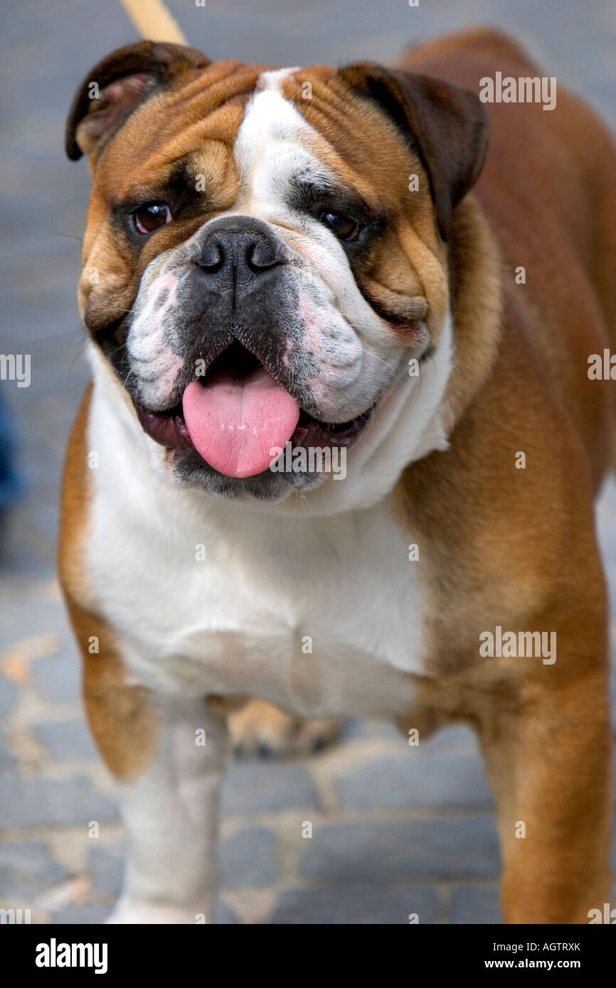 An english bulldog in Belgium Stock Photo