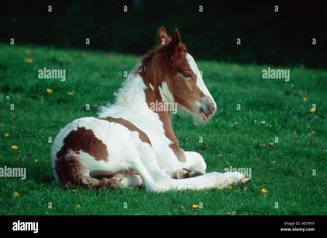 Irish Tinker Pony Stock Photo