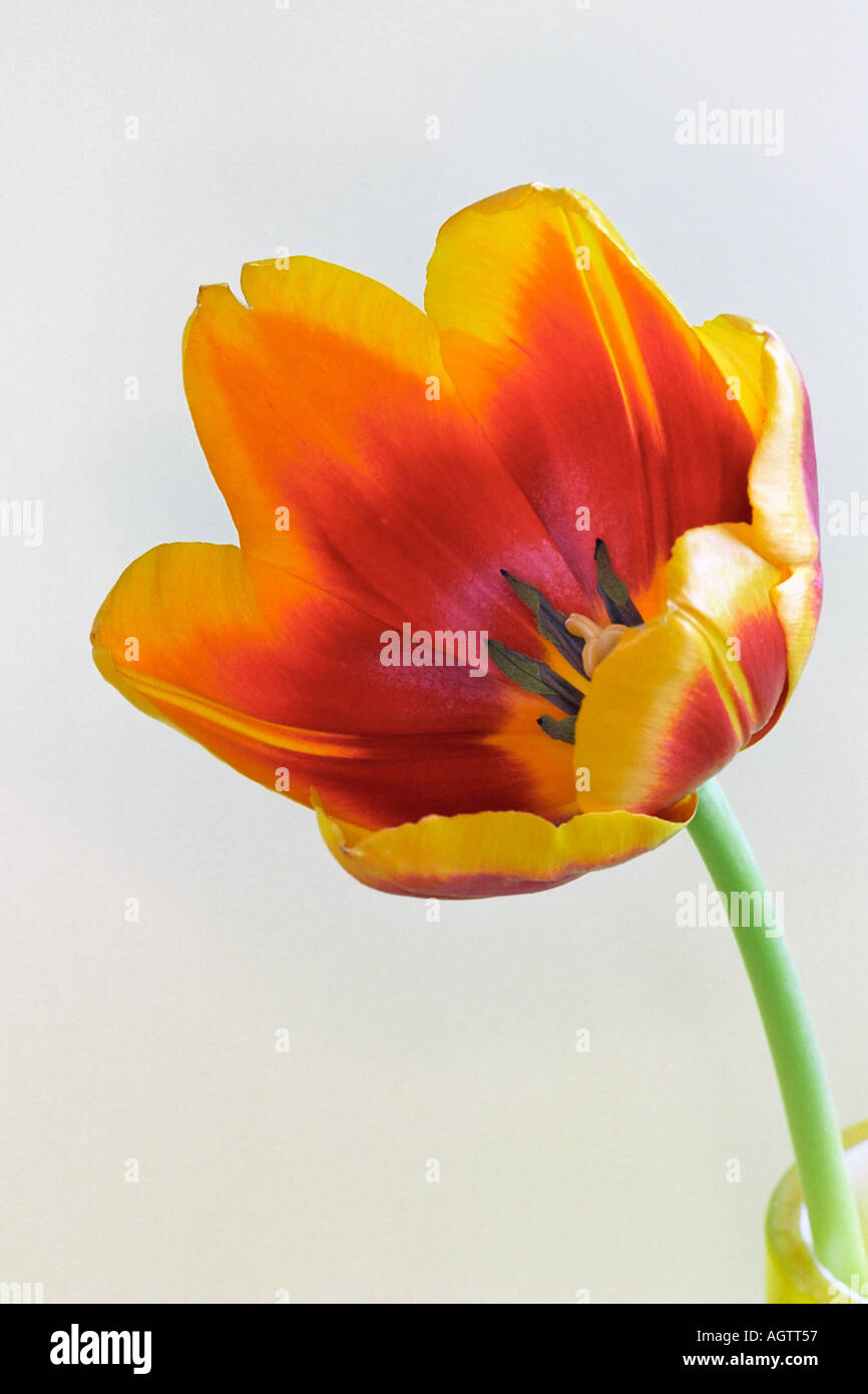Red and yellow tulip flower upon white background Stock Photo - Alamy