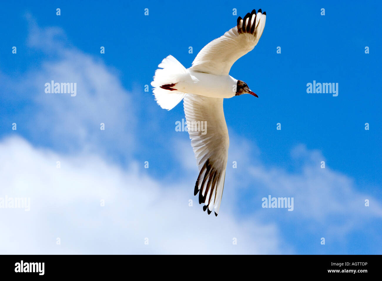 A gull flies over the North Sea on the coast of France Stock Photo