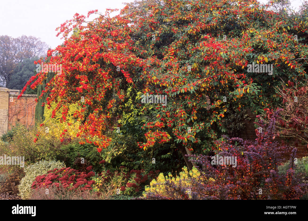 Autumn Border Cotoneaster Cornubia Sedum berries Stock Photo