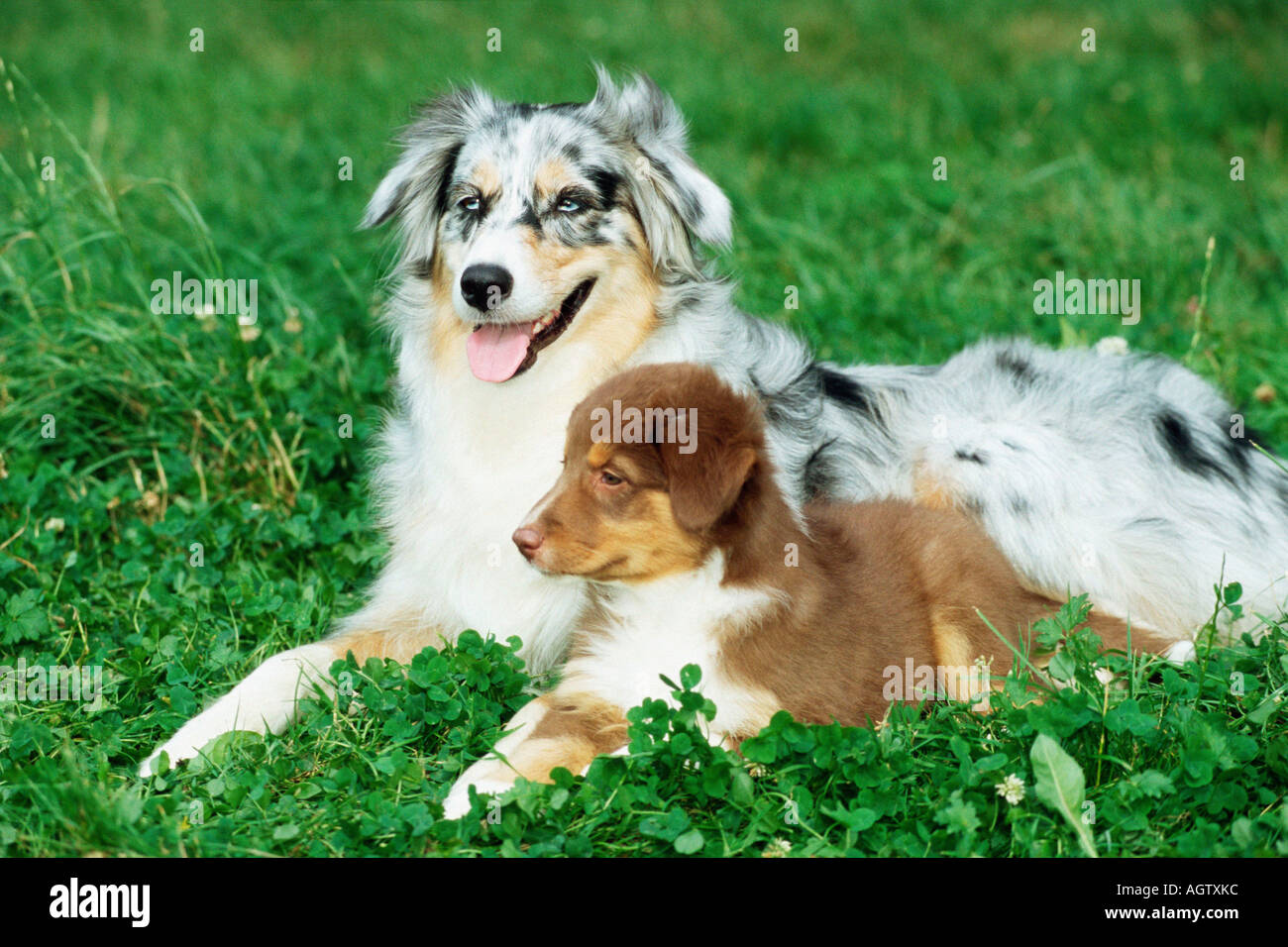 Australian Shepherd Stock Photo