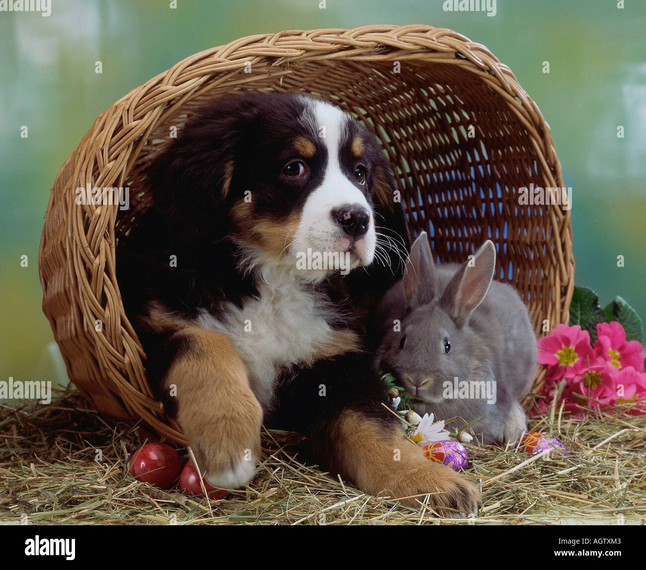 Bernese Mountain Dog and Rabbit Stock Photo - Alamy