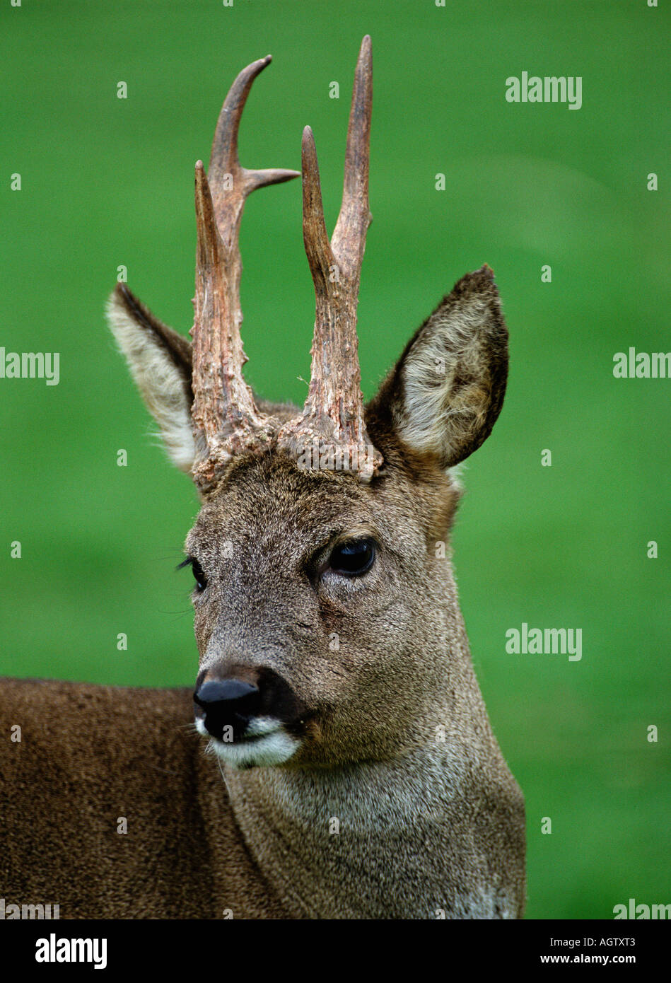 Portrait format roe deer hi-res stock photography and images - Alamy