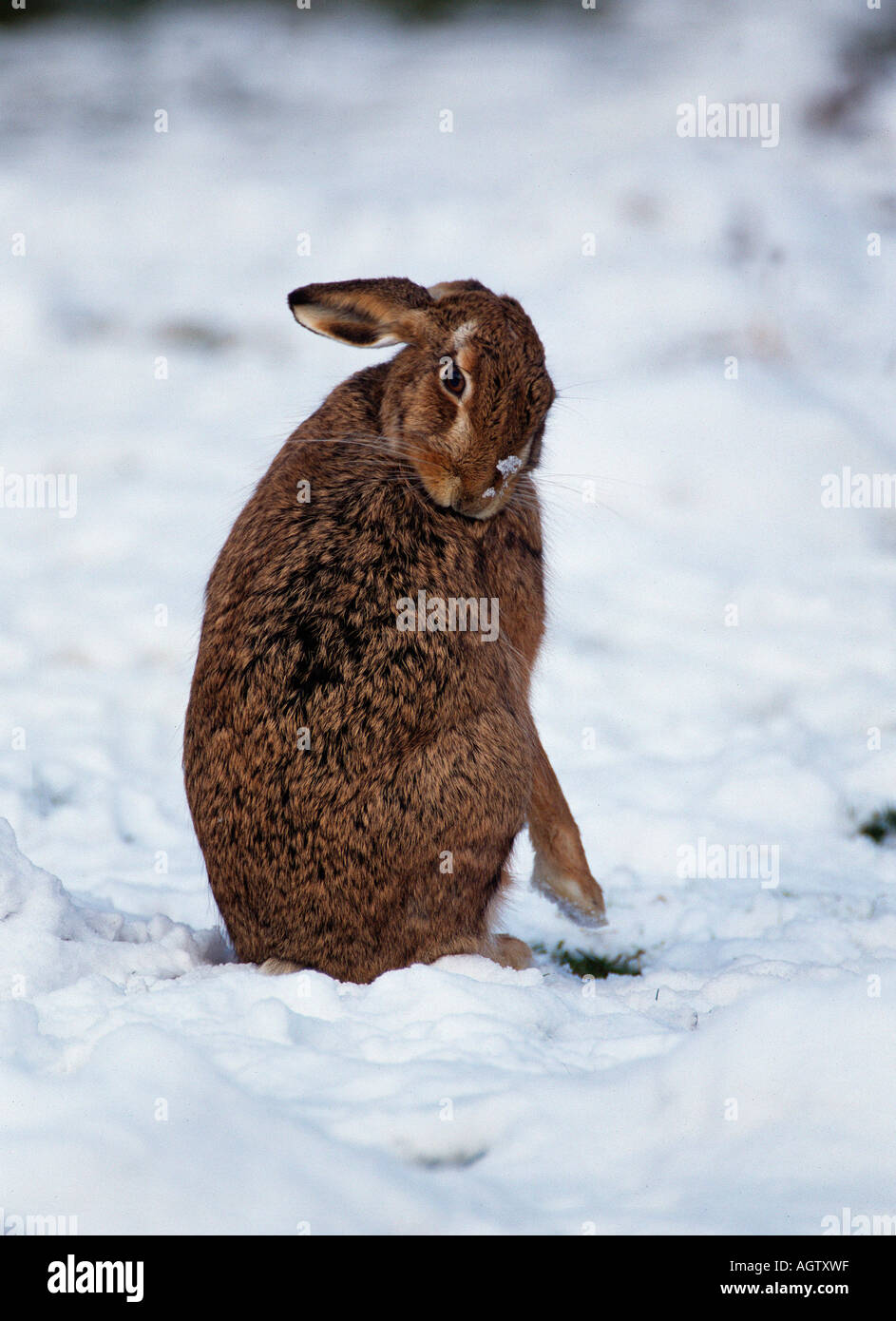 European Hare / Brown Hare Stock Photo