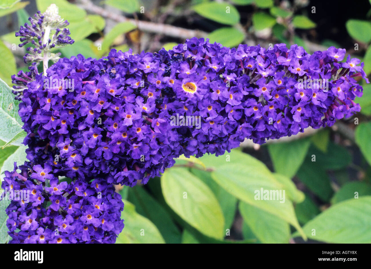 Buddleia davidii Adonis Blue Buddleja Adokeep Stock Photo