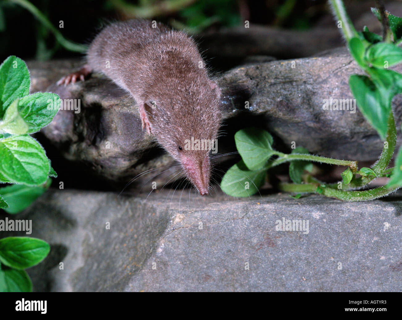 Greater Whitetoothed Shrew Stock Photo Alamy