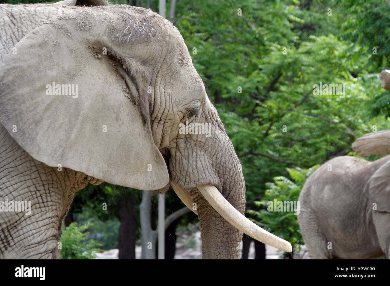 Elephant. Brookfield Zoo Stock Photo Alamy