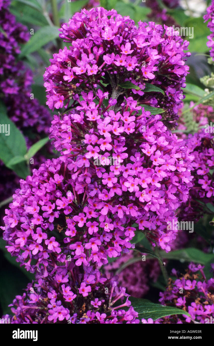 Buddleia davidii Peacock Buddleja Peakeep Stock Photo - Alamy