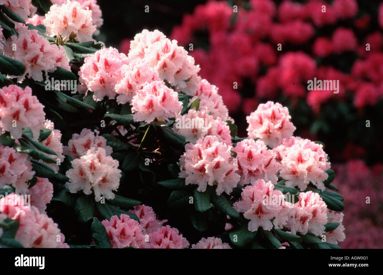 Rhododendron le progres hi-res stock photography and images - Alamy