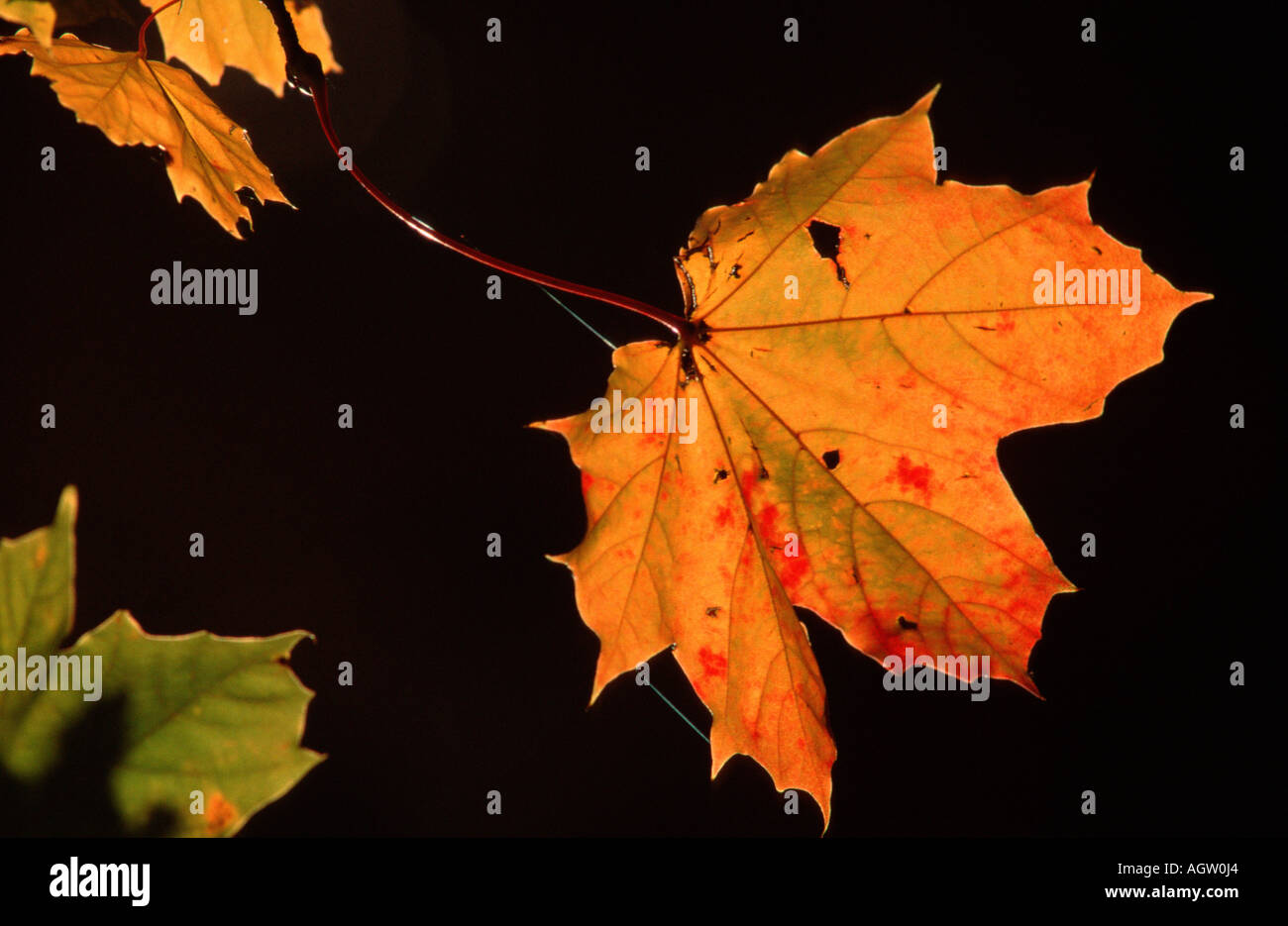 The norway maple hi-res stock photography and images - Alamy