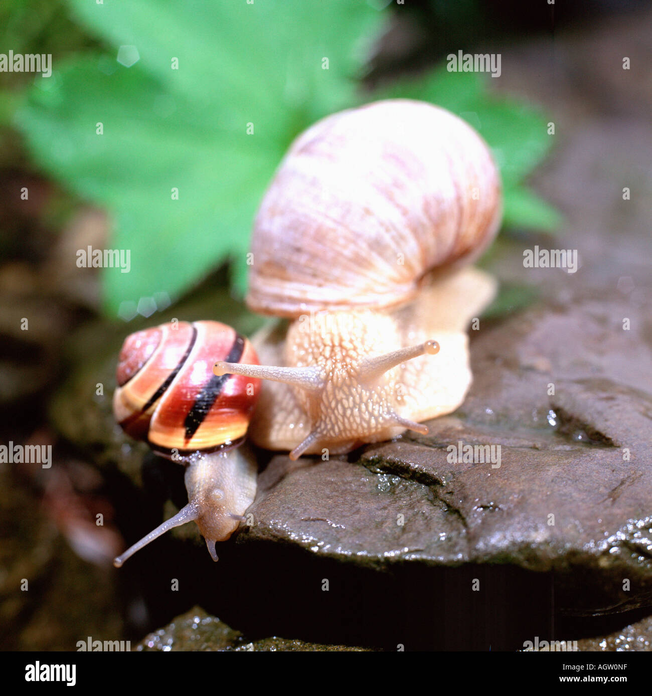 Two snails on other hi-res stock photography and images - Alamy