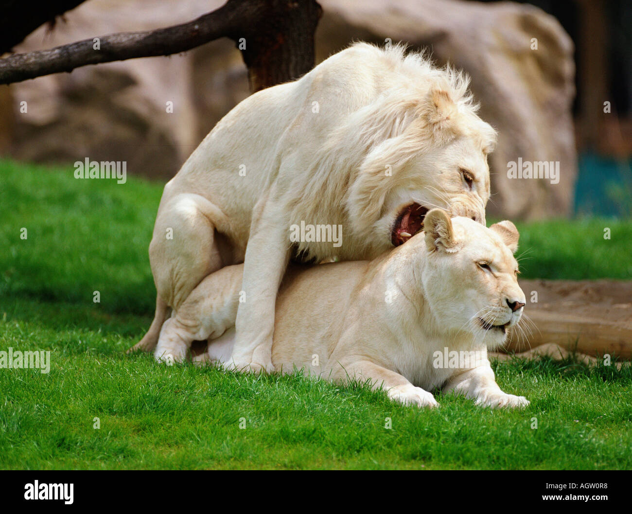 Спаривание белое. Белый Лев и белый тигр. Тигры спариваются. Любовь белых Львов. Белый Лев самец.