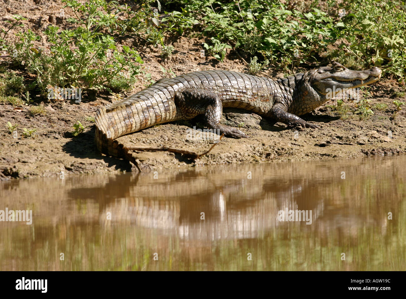 Cayman by the river in the Amazon Basin near Rurrenabaque Bolivia Stock