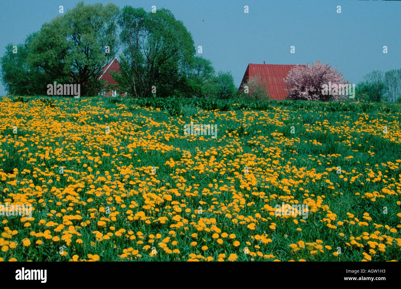 Dandelion farm hi-res stock photography and images - Alamy