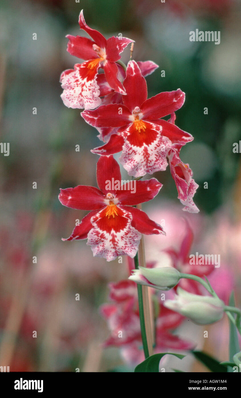 Vuylstekeara vuylstekeara cambria plush hires stock photography and