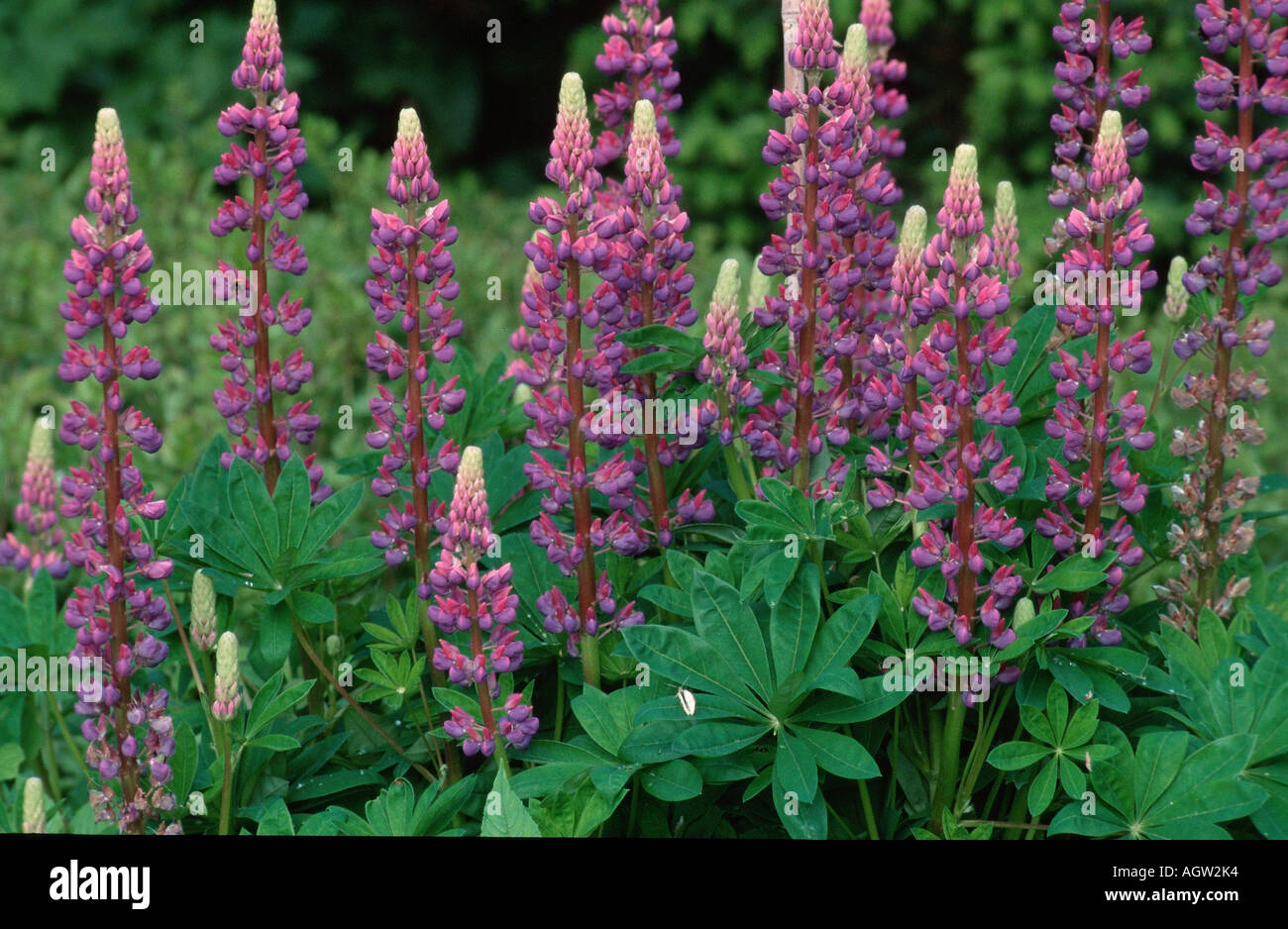 Lupin Stock Photo Alamy