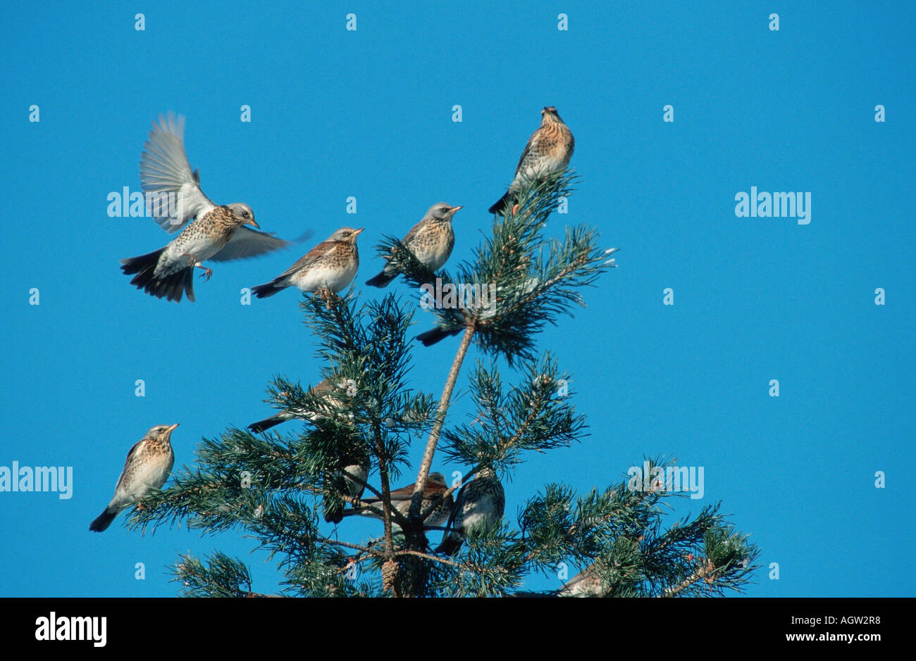 Fieldfares flying hires stock photography and images Alamy