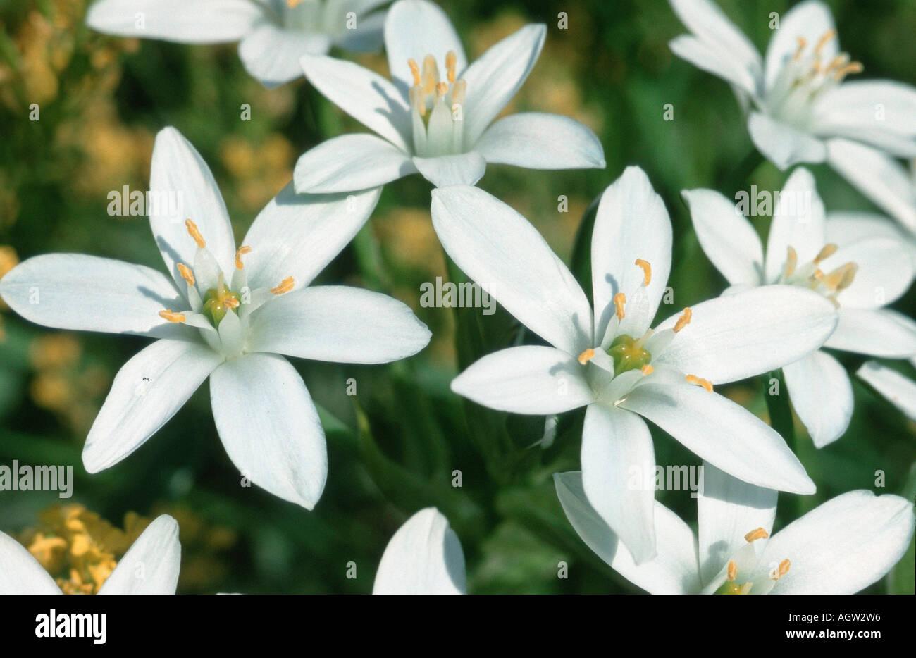 Common Star of Bethlehem Stock Photo - Alamy