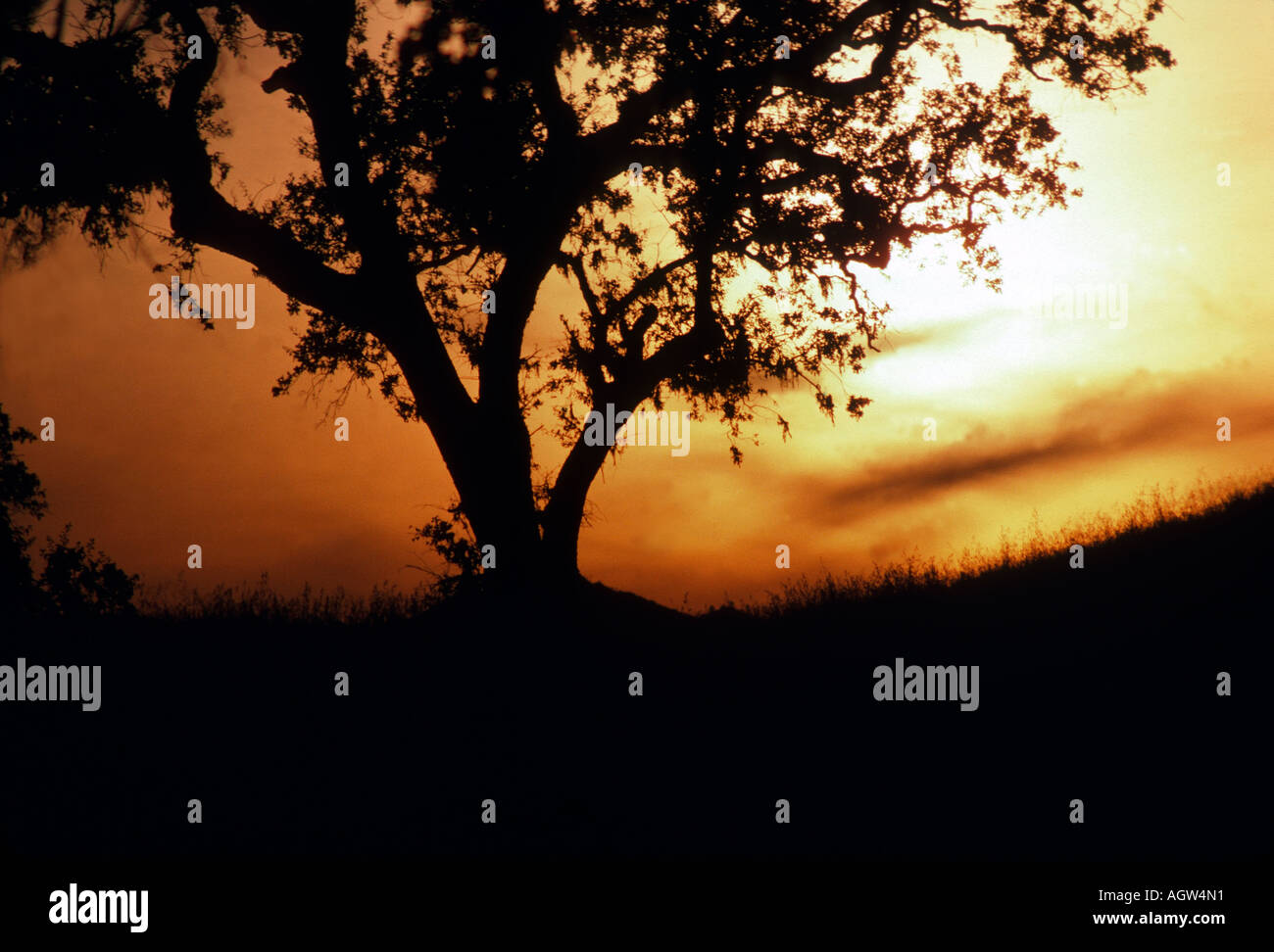 Bright orange tree hi-res stock photography and images - Alamy