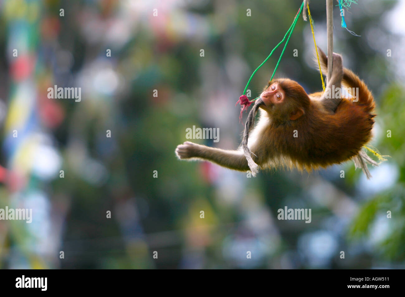 Temple monkey hanging from prayer flags at Swayambunath temple Kathmandu Nepal Stock Photo