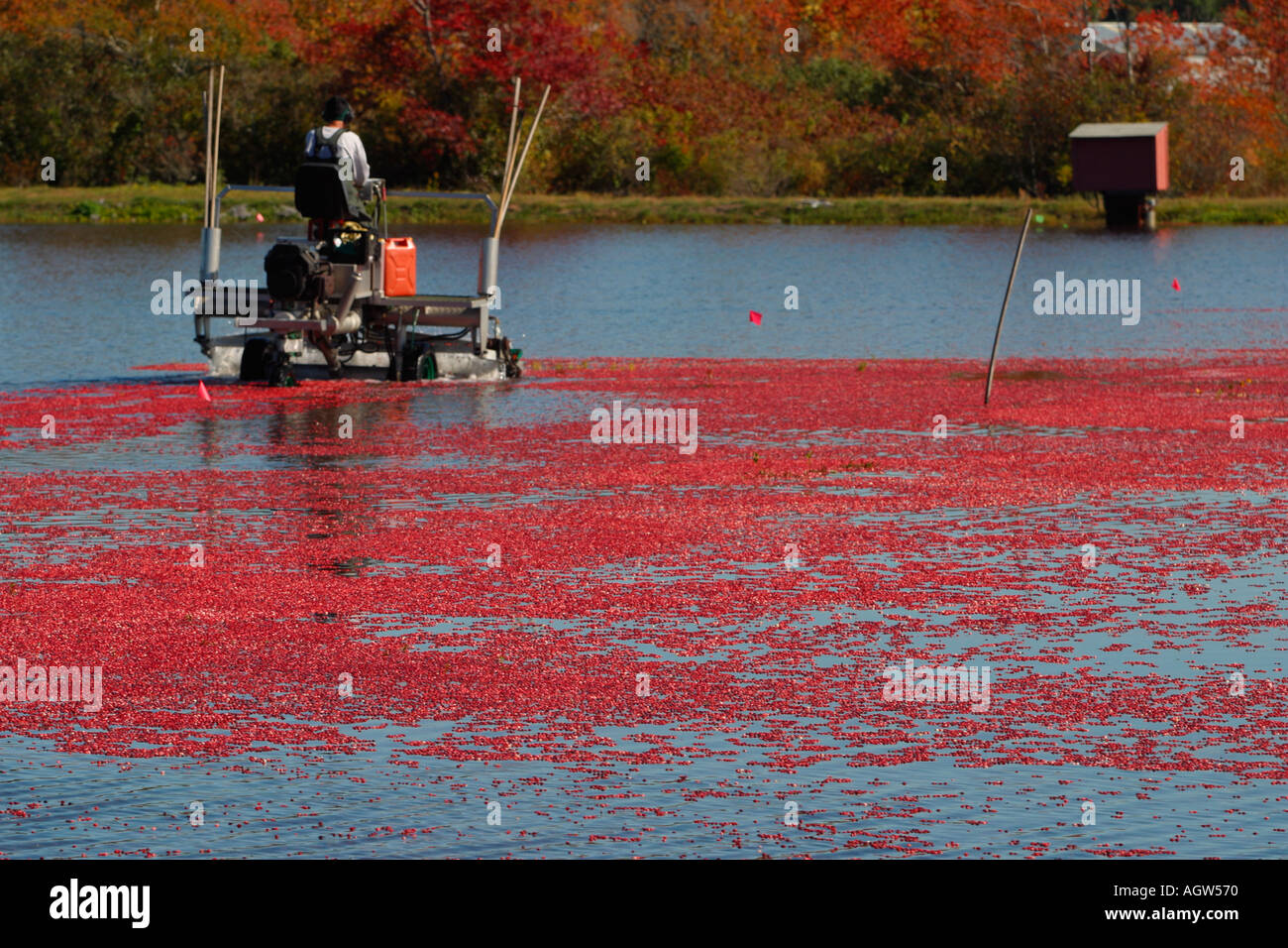 Carver cranberry hires stock photography and images Alamy