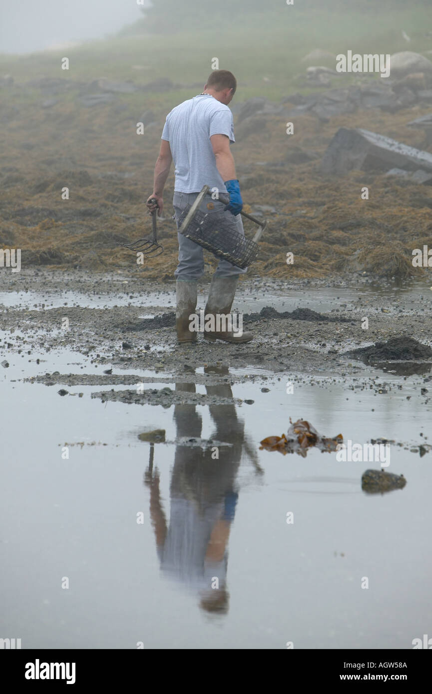 Clam harvesting hires stock photography and images Alamy