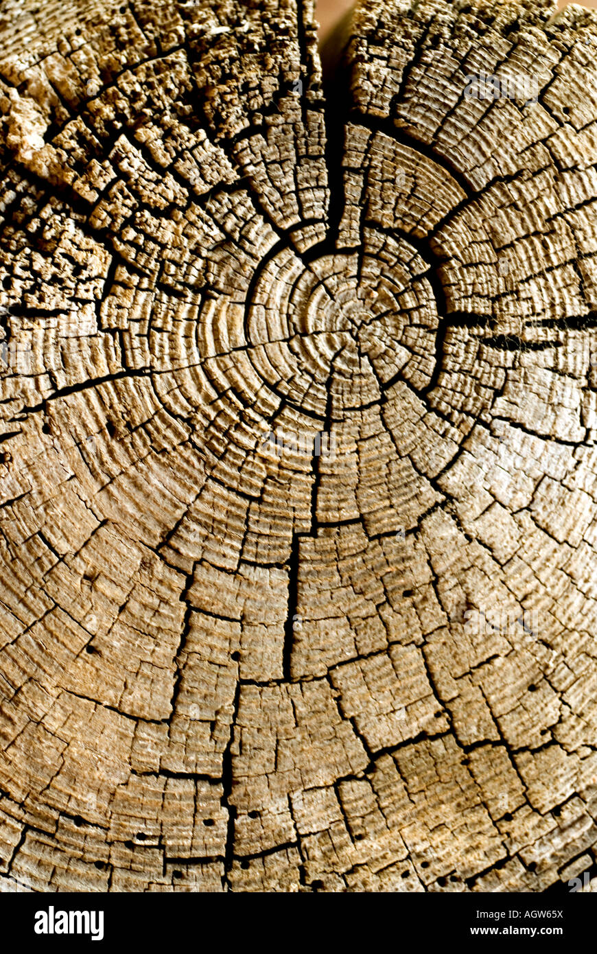 Dead tree stump cross section with dried cracked wood Cerillos New ...