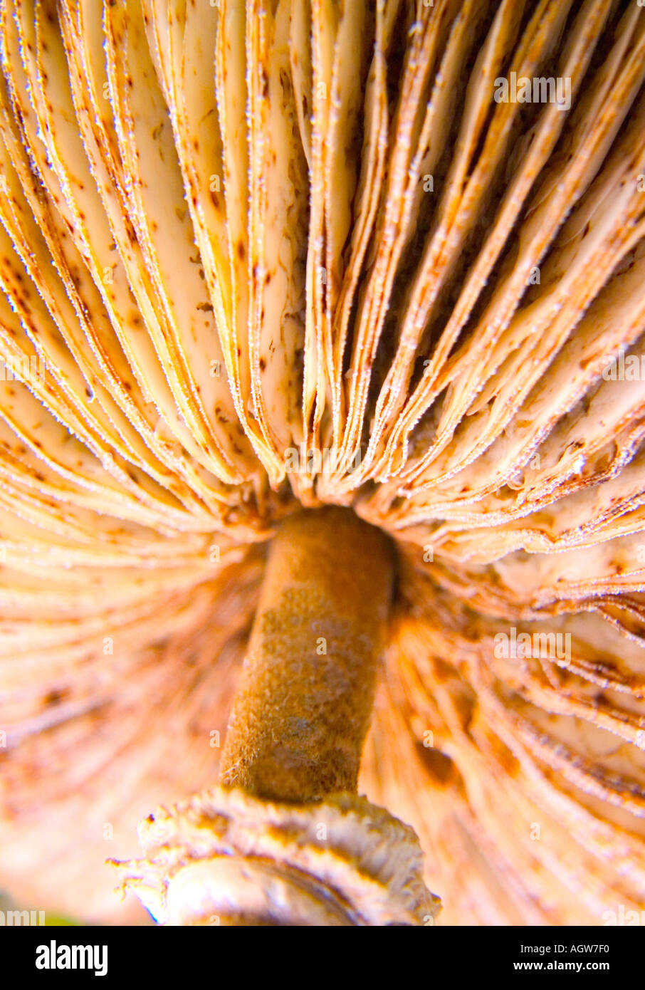 Hydnum imbricatum Mushroom Toadstool Forest Woods closeup Stock Photo