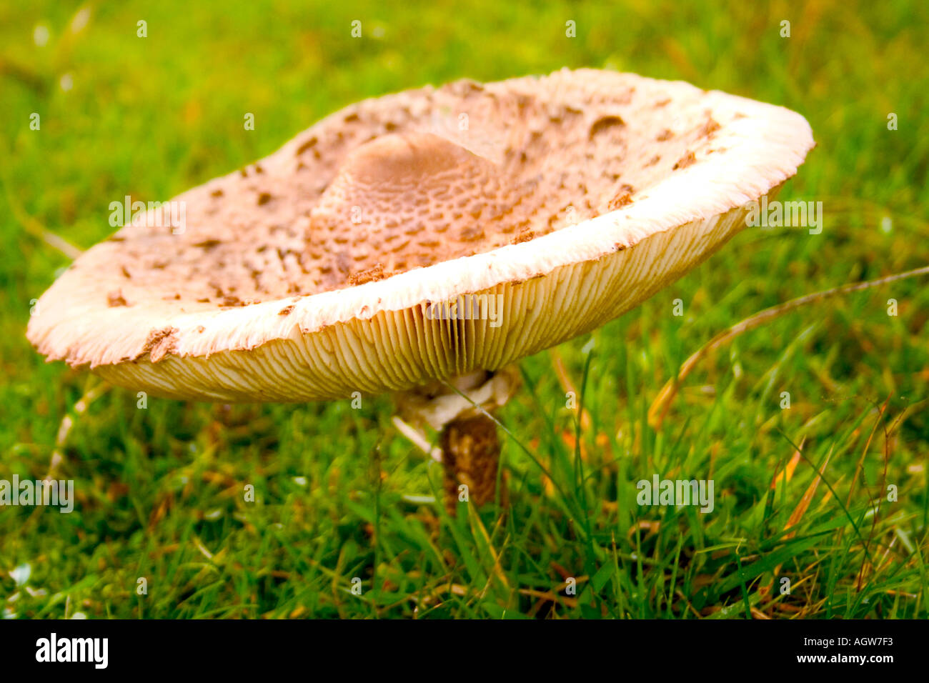 Hydnum imbricatum Mushroom Toadstool forest woods green brown tall upright umbrella Stock Photo