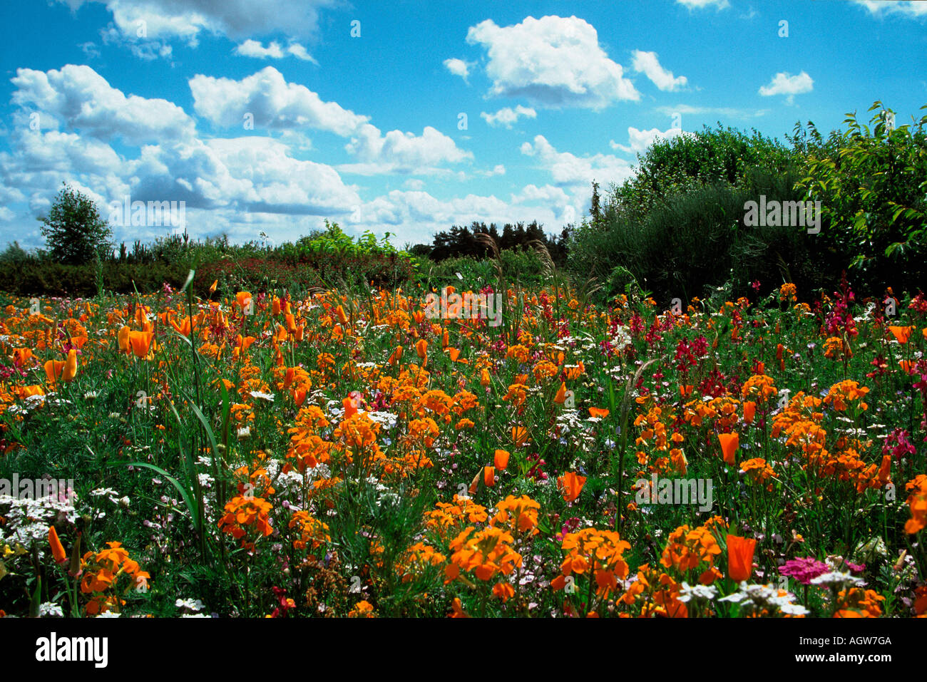 Flower meadow / Blumenwiese Stock Photo