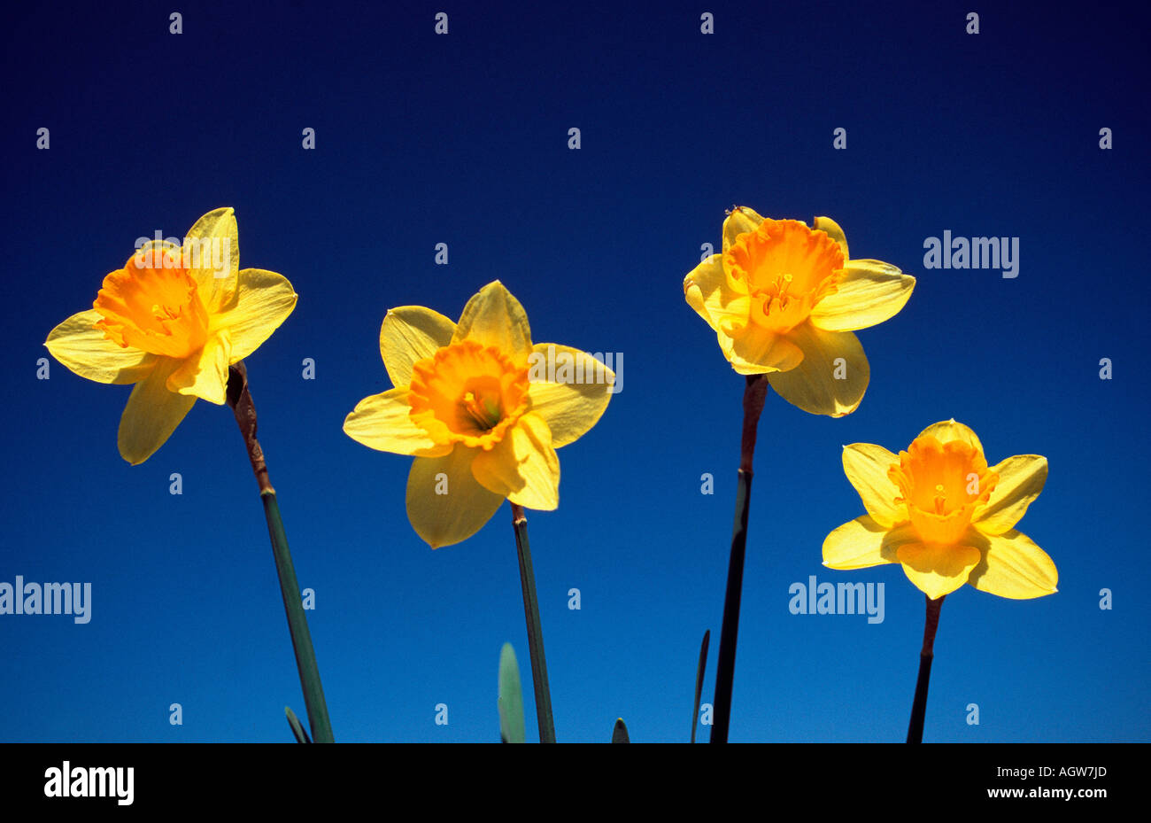 Daffodils / Osterglocken / Narzissen Stock Photo