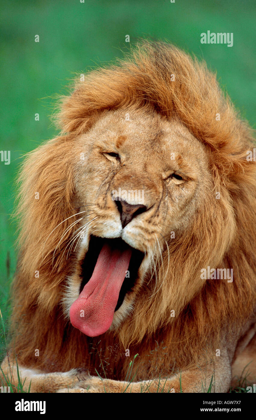 African Lion / Afrikanischer Loewe Stock Photo
