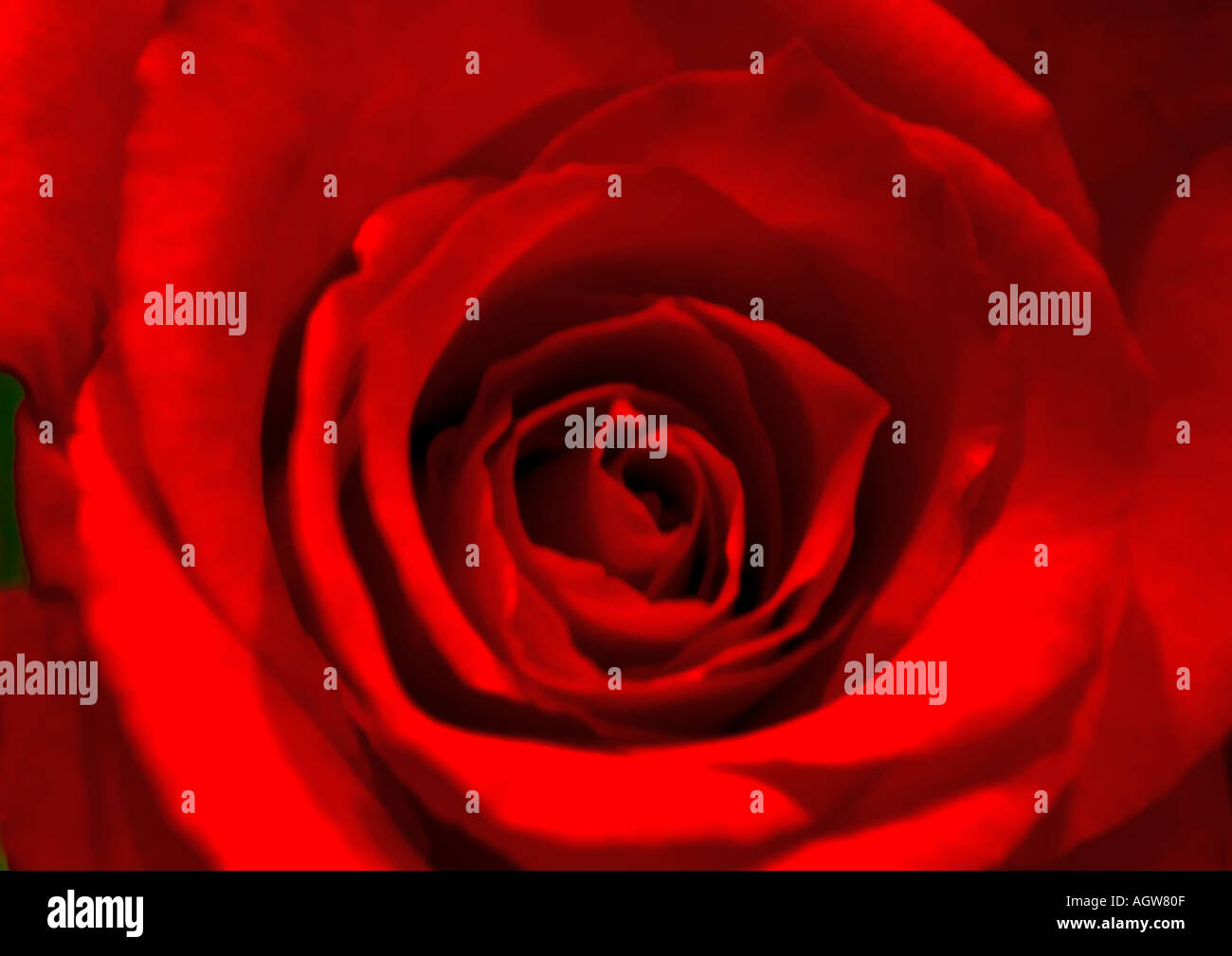 Red rose 1 hi-res stock photography and images - Alamy