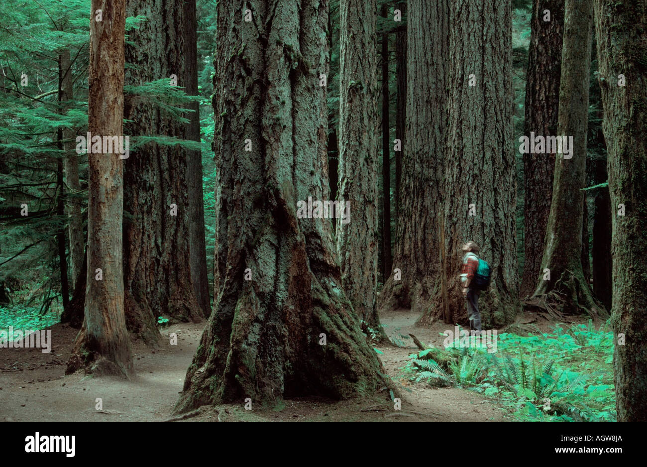 Old Growth Forest Stock Photo Alamy