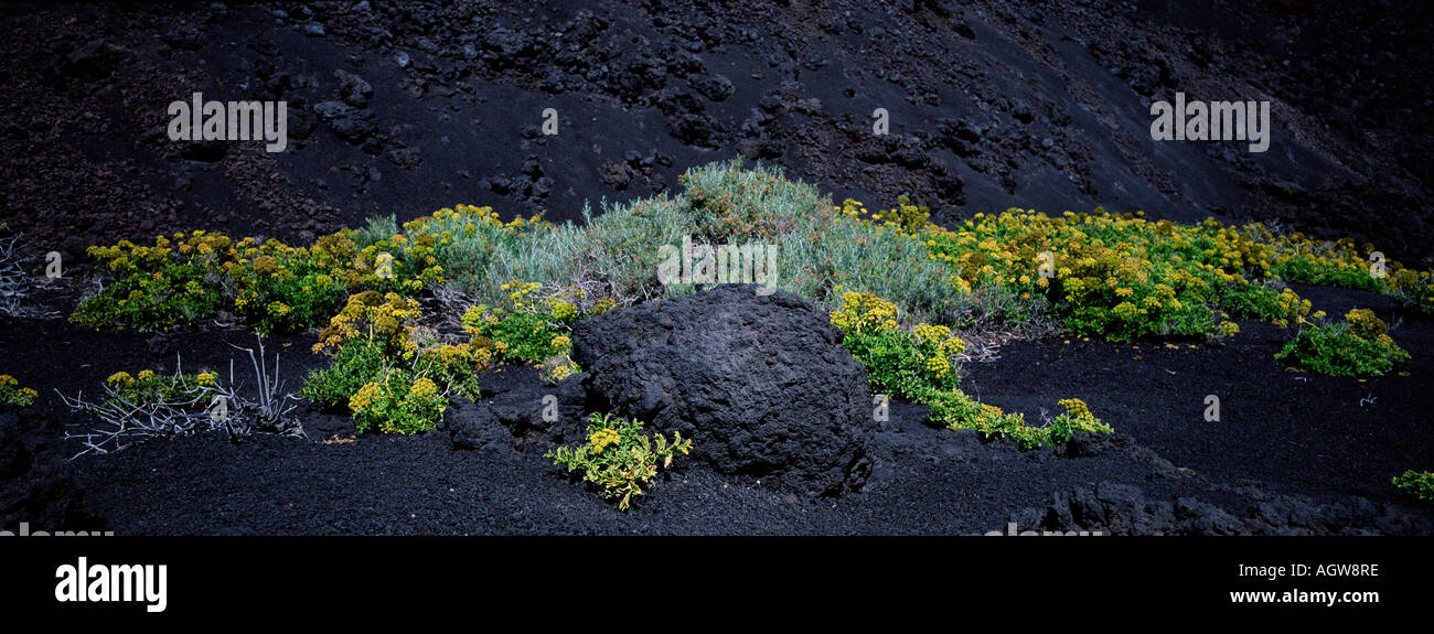 Plants in lava sand Stock Photo Alamy
