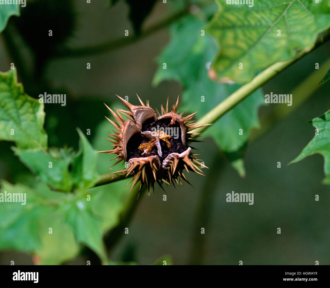 Thorn Apple / Jimson Weed Stock Photo - Alamy