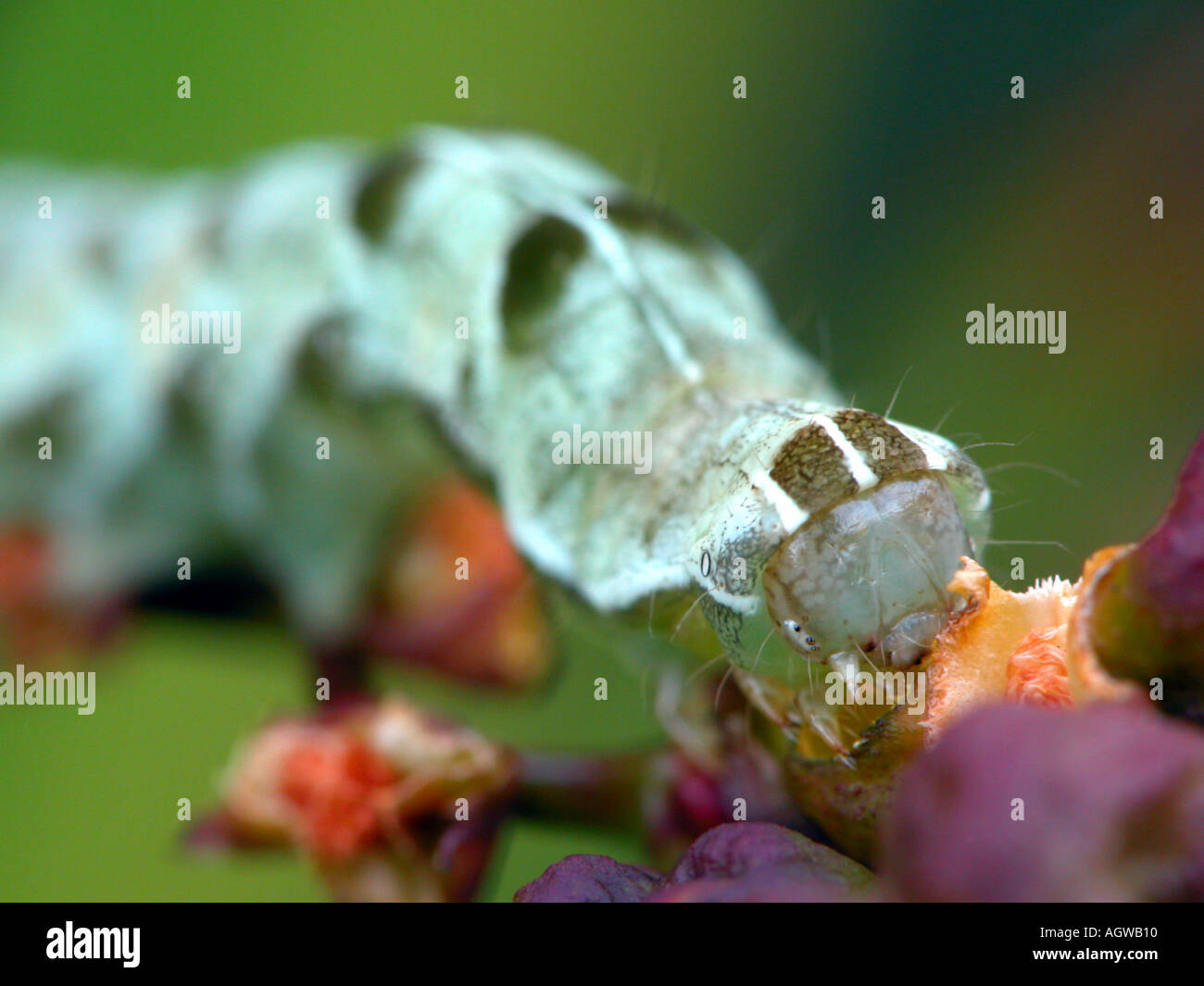 Close up photo of caterpillar hi-res stock photography and images - Alamy
