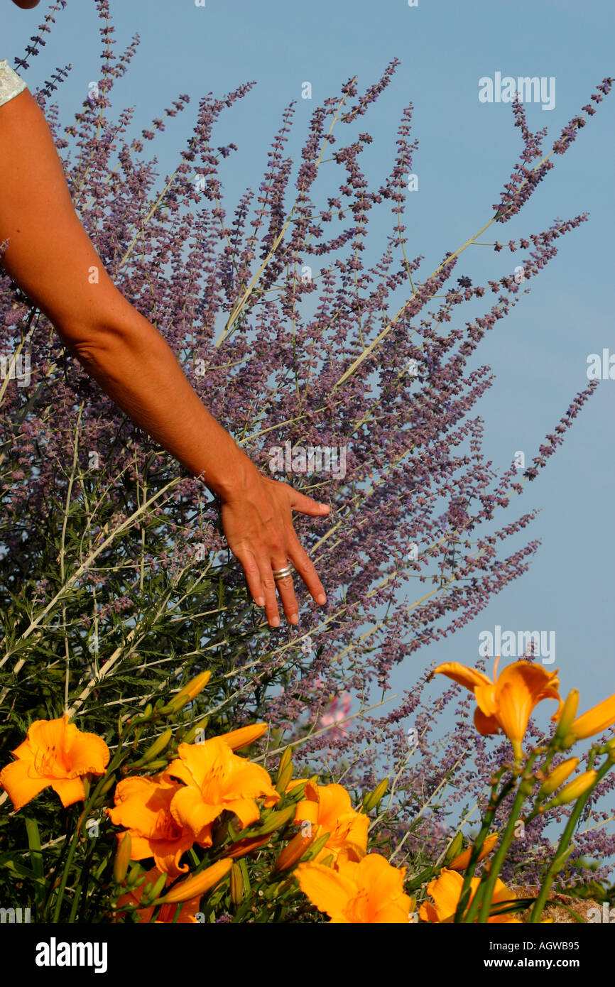 Woman Tending to Her Garden Cape Cod Massachusetts Stock Photo