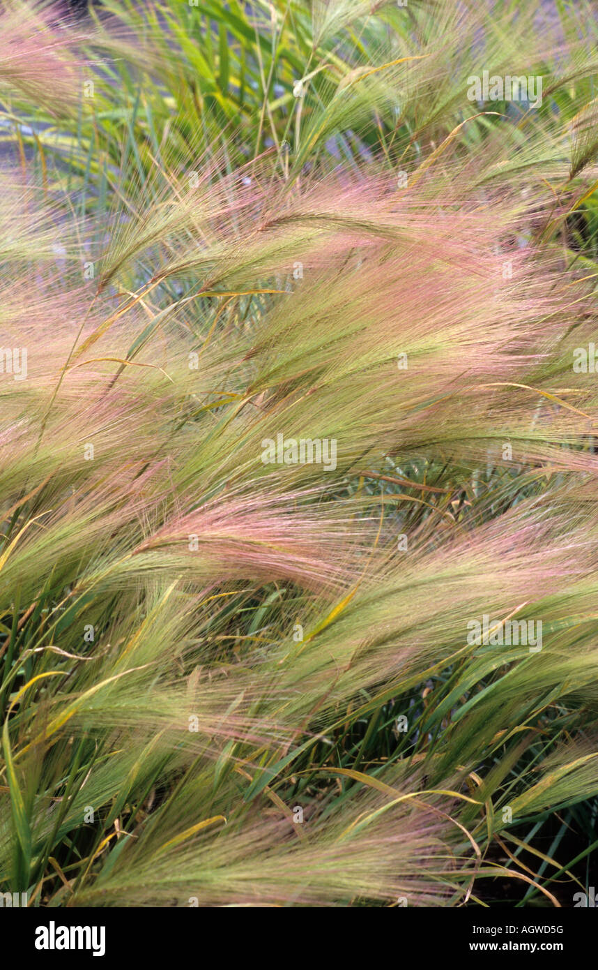 Hordeum jubatum Foxtail Barley Squirreltail grass Stock Photo