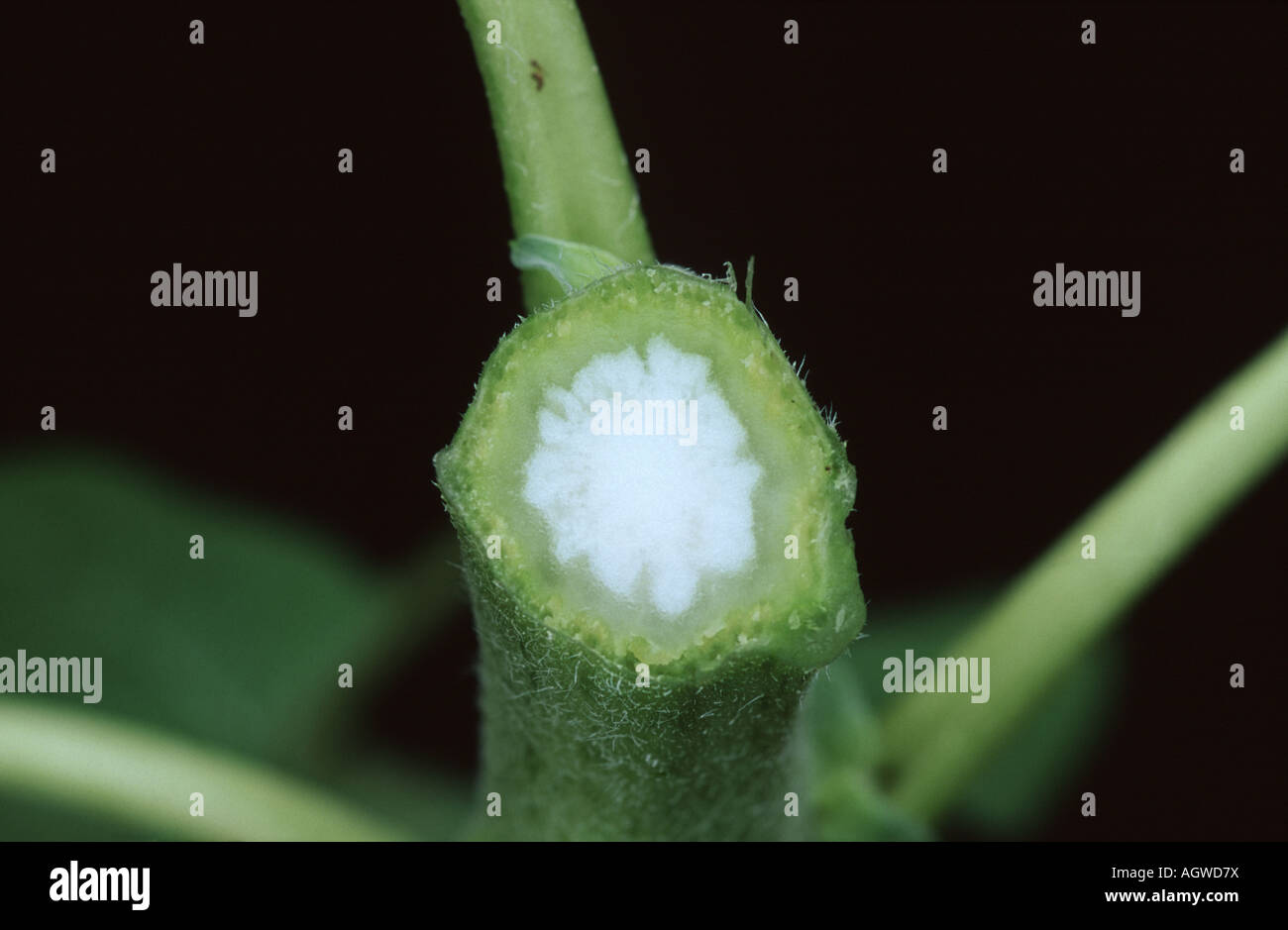 Cut section of Sunflower stem Stock Photo Alamy