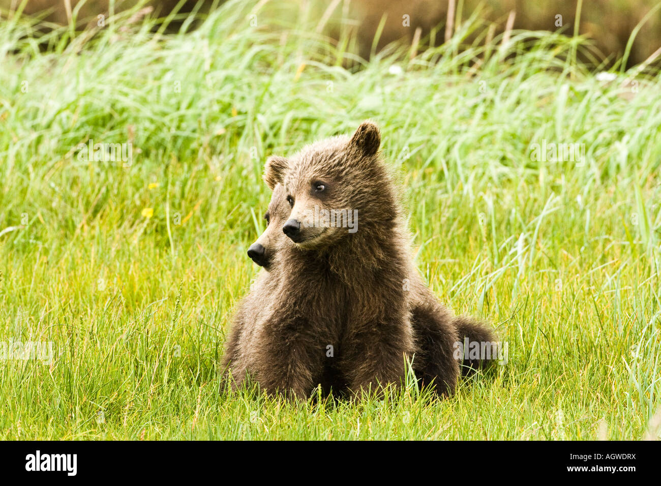 Grizzly  bear cubs, Katmai national park, Aaska Stock Photo