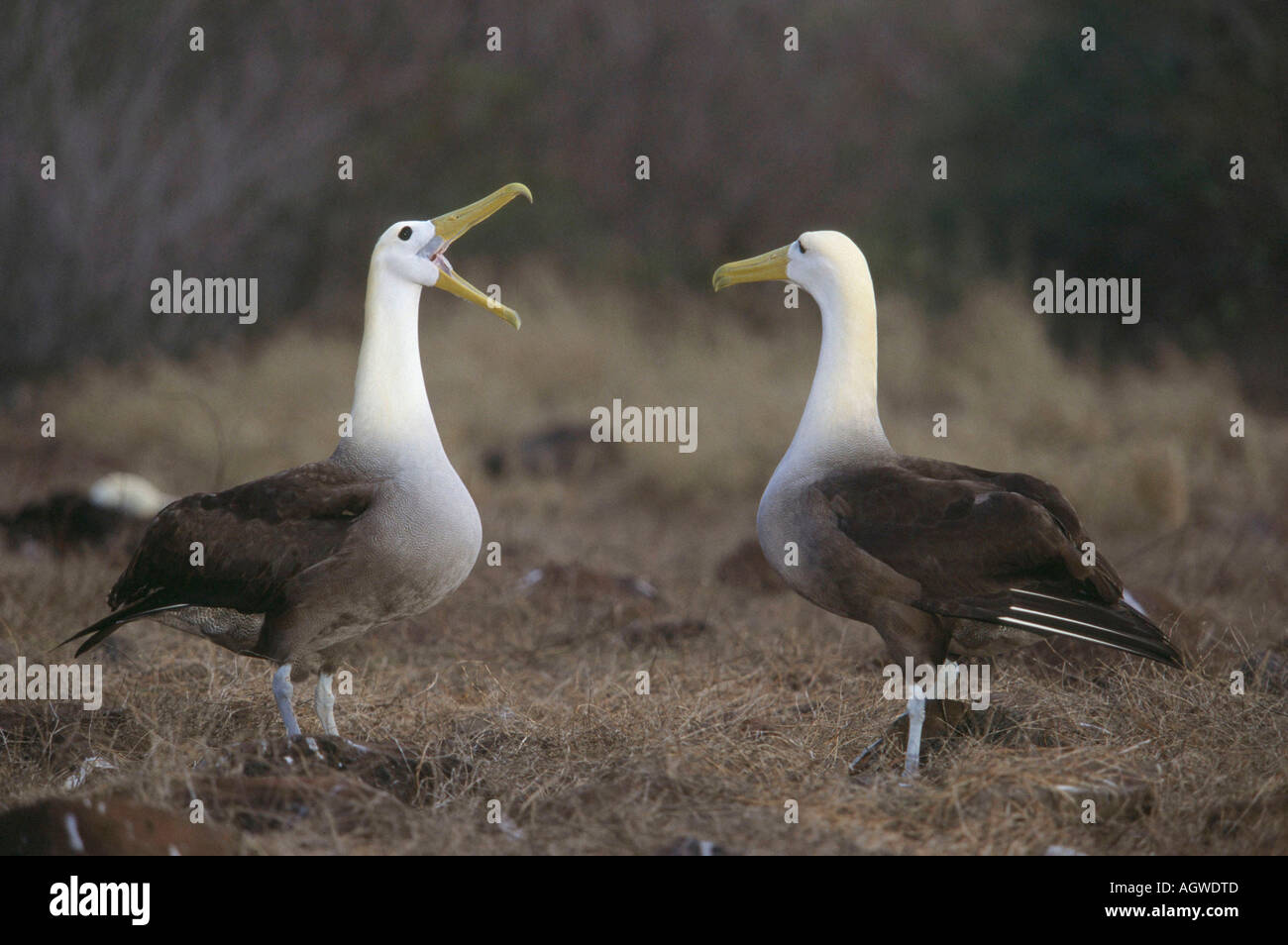 Galapagos albatros hi-res stock photography and images - Alamy