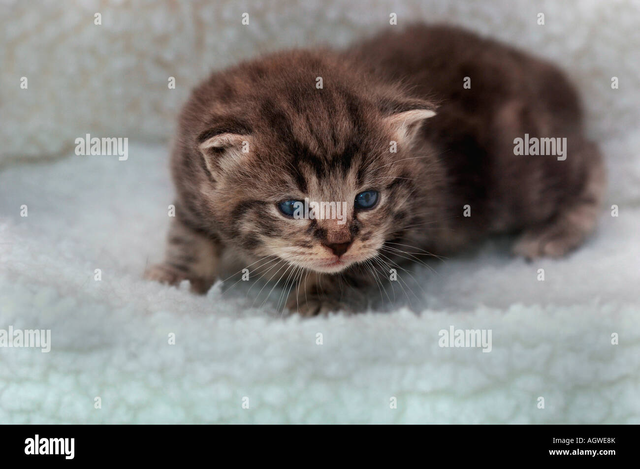 A 3 Week Old Kitten Stock Photo Alamy