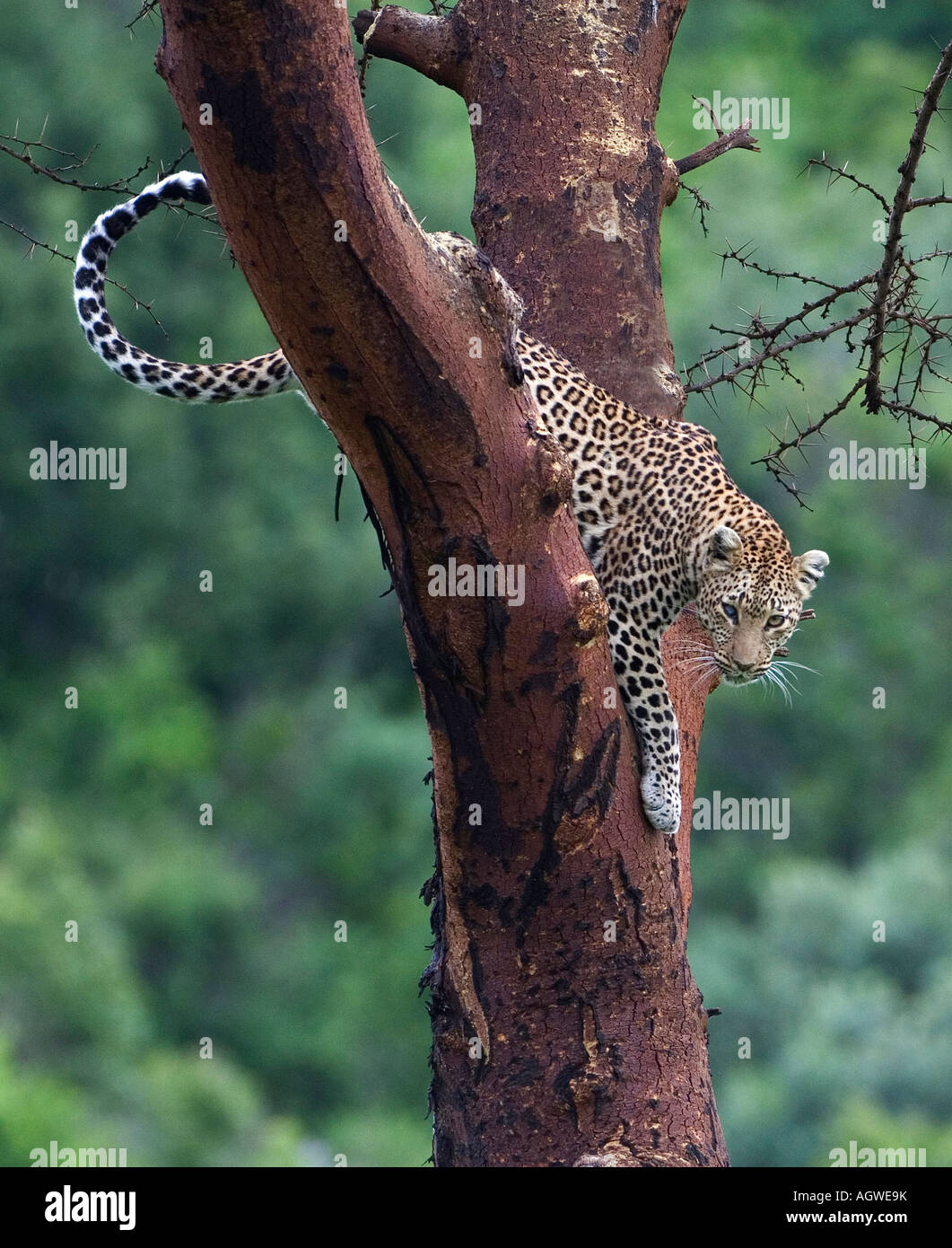 African leopard hi-res stock photography and images - Alamy