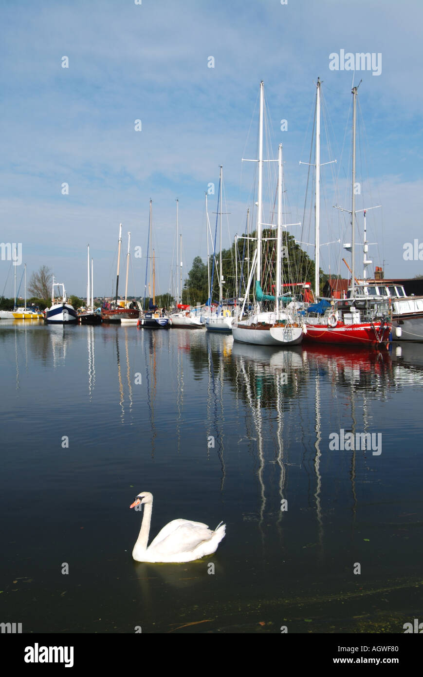 Heybridge Basin River Blackwater still waters close to lock gates mute swan and moored boats Essex England UK Stock Photo